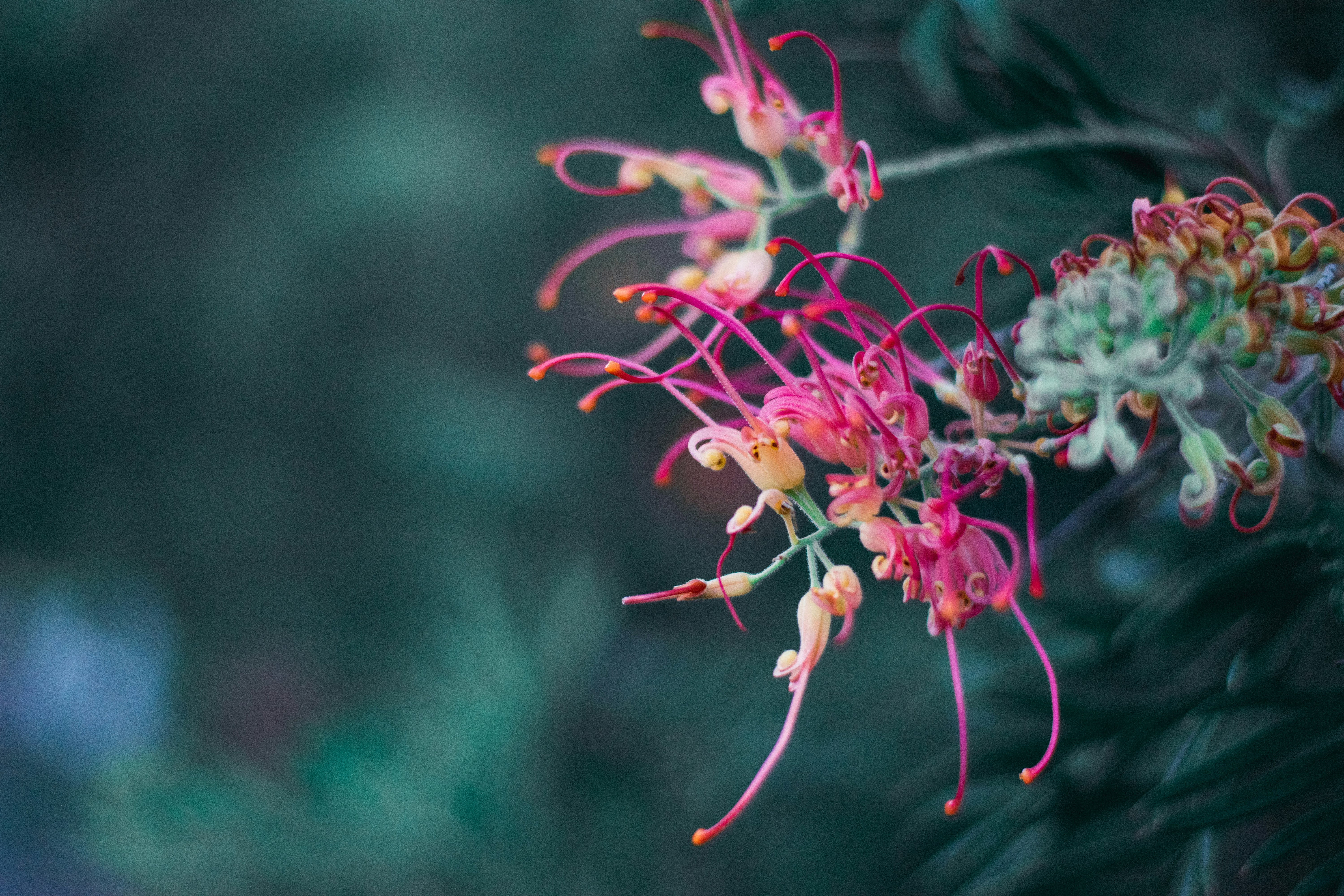 selective photography of pink petaled flowers